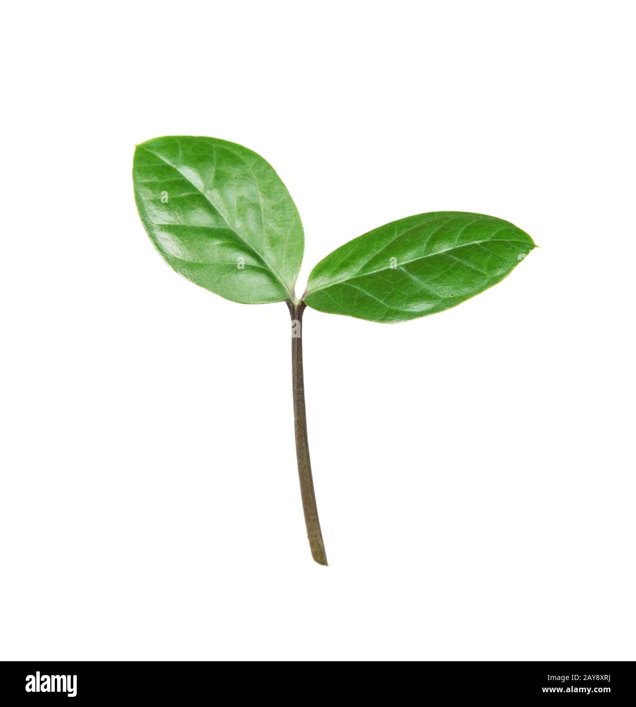 Green sprout grow on organic hi-res stock photography and images - Alamy
