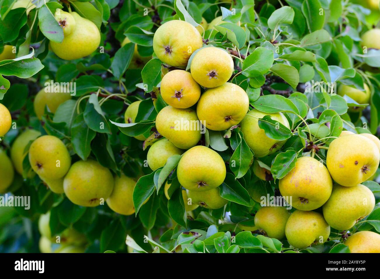 Old pear tree Stock Photo Alamy