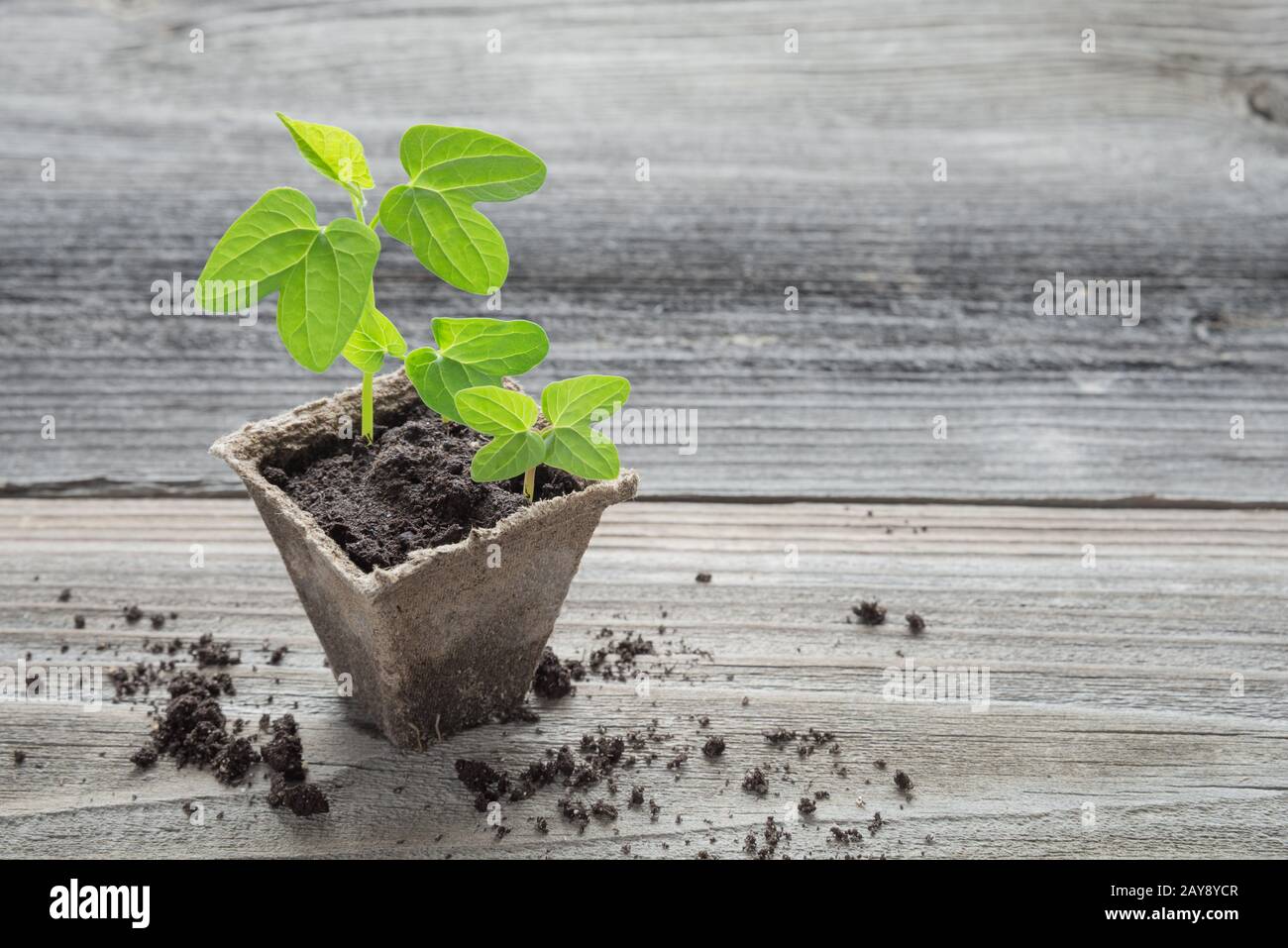 Seedlings in a peat pot Stock Photo - Alamy