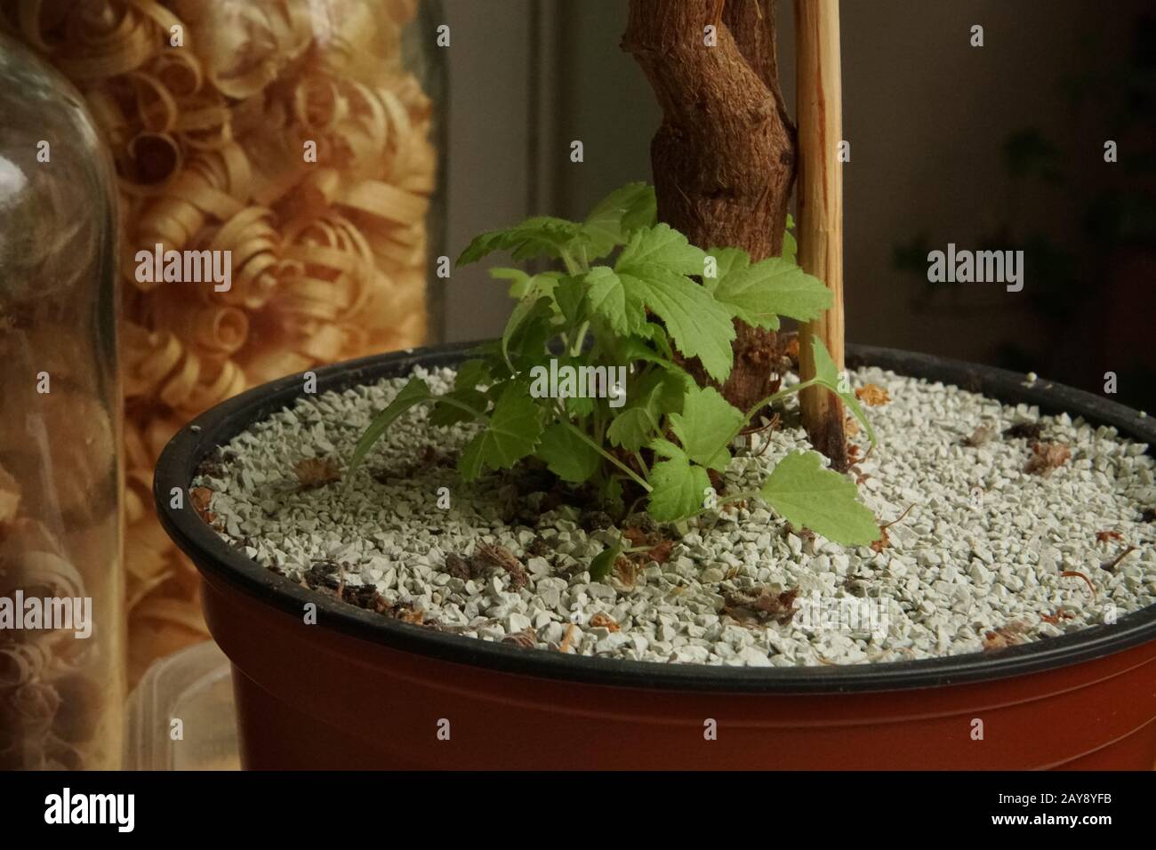 An example of natural zeolite application in home gardening and indoor plant cultivation. Sweet