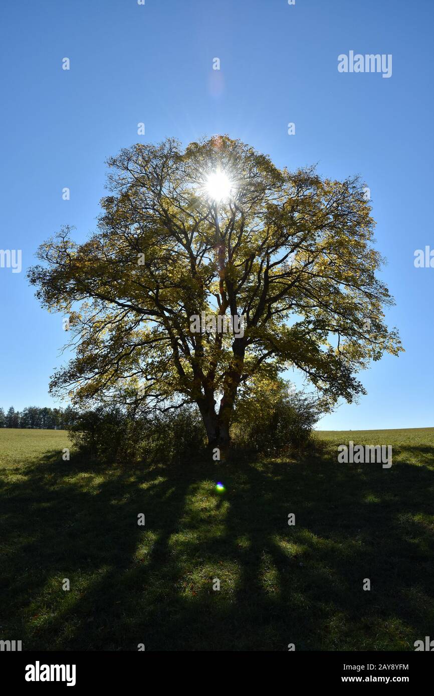 sycamore maple, Celtic maple, plane maple, scottish maple, maple, false plane-tree, mock Stock Photo