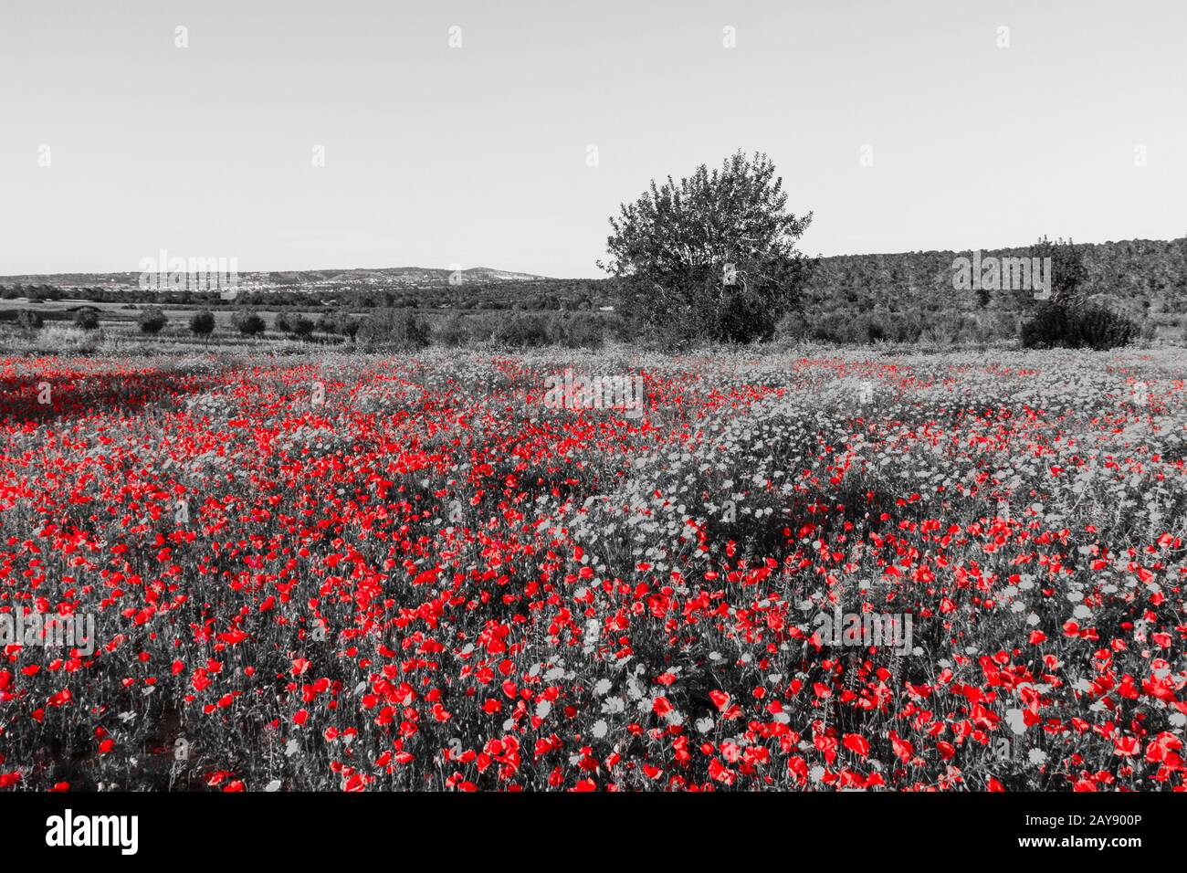 Field filled with Red Poppies and Daisies with Trees in the background on spring day in Cyprus rendered in red and black and whi Stock Photo