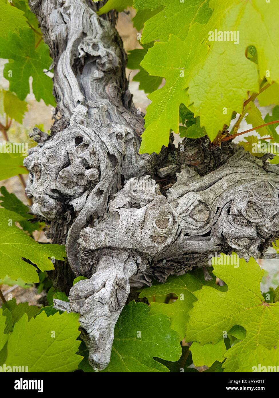 Grape vine trunk hi-res stock photography and images - Alamy