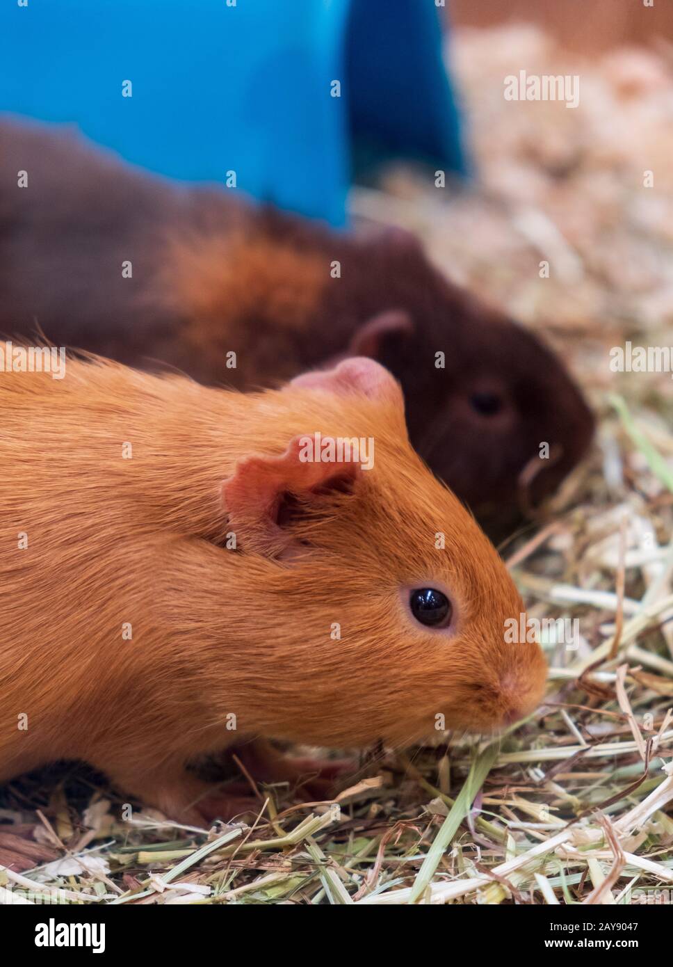 Two guinea pigs in a pet shop Stock Photo Alamy