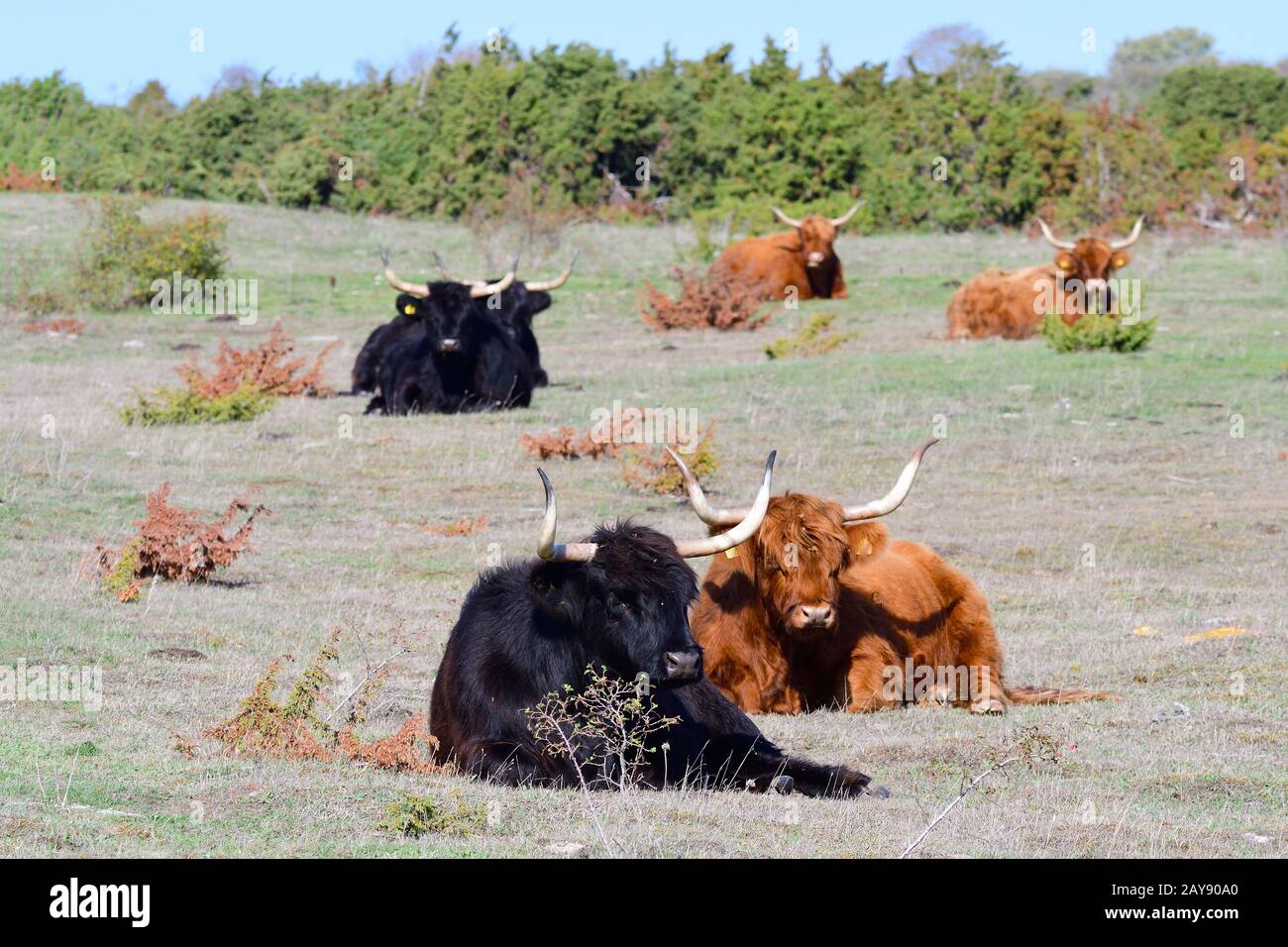 Highland Cattle on a pasture Stock Photo - Alamy