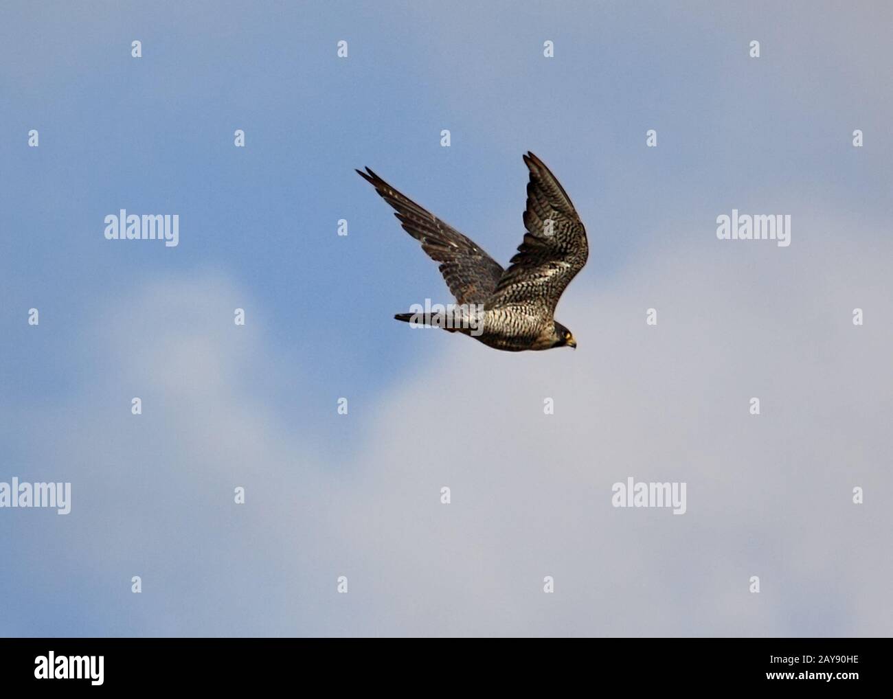 Barbados Birds, Raptors Peregrin falcon, Falcoperegrinus, birds of pray Stock Photo