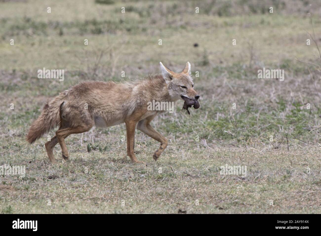 African golden wolf which goes on savanna and bears in the mouth food for puppies Stock Photo