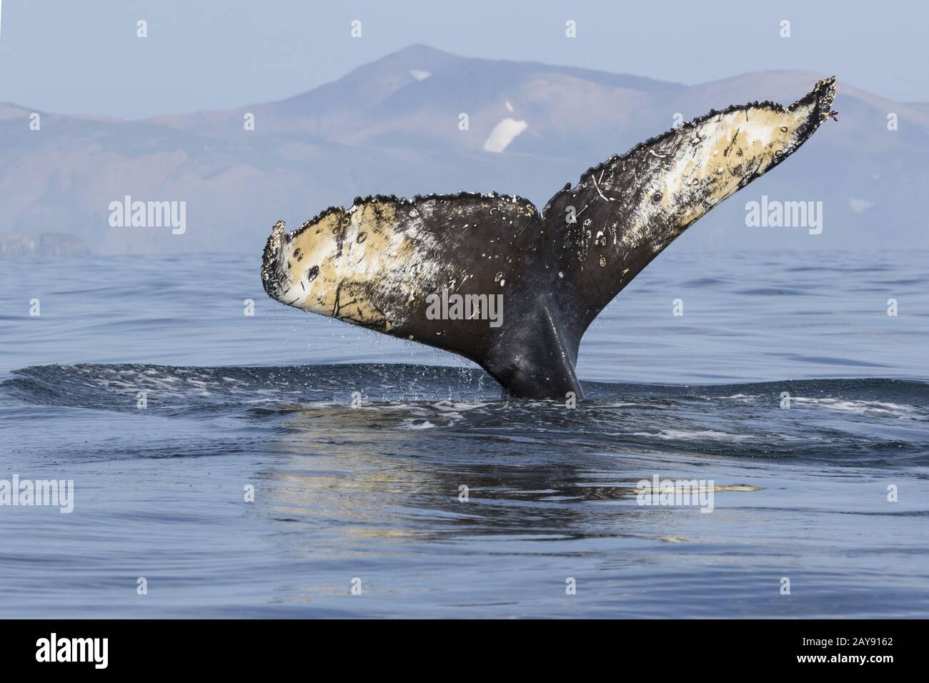 tail humpback whale diving into the waters of the Pacific Ocean against ...