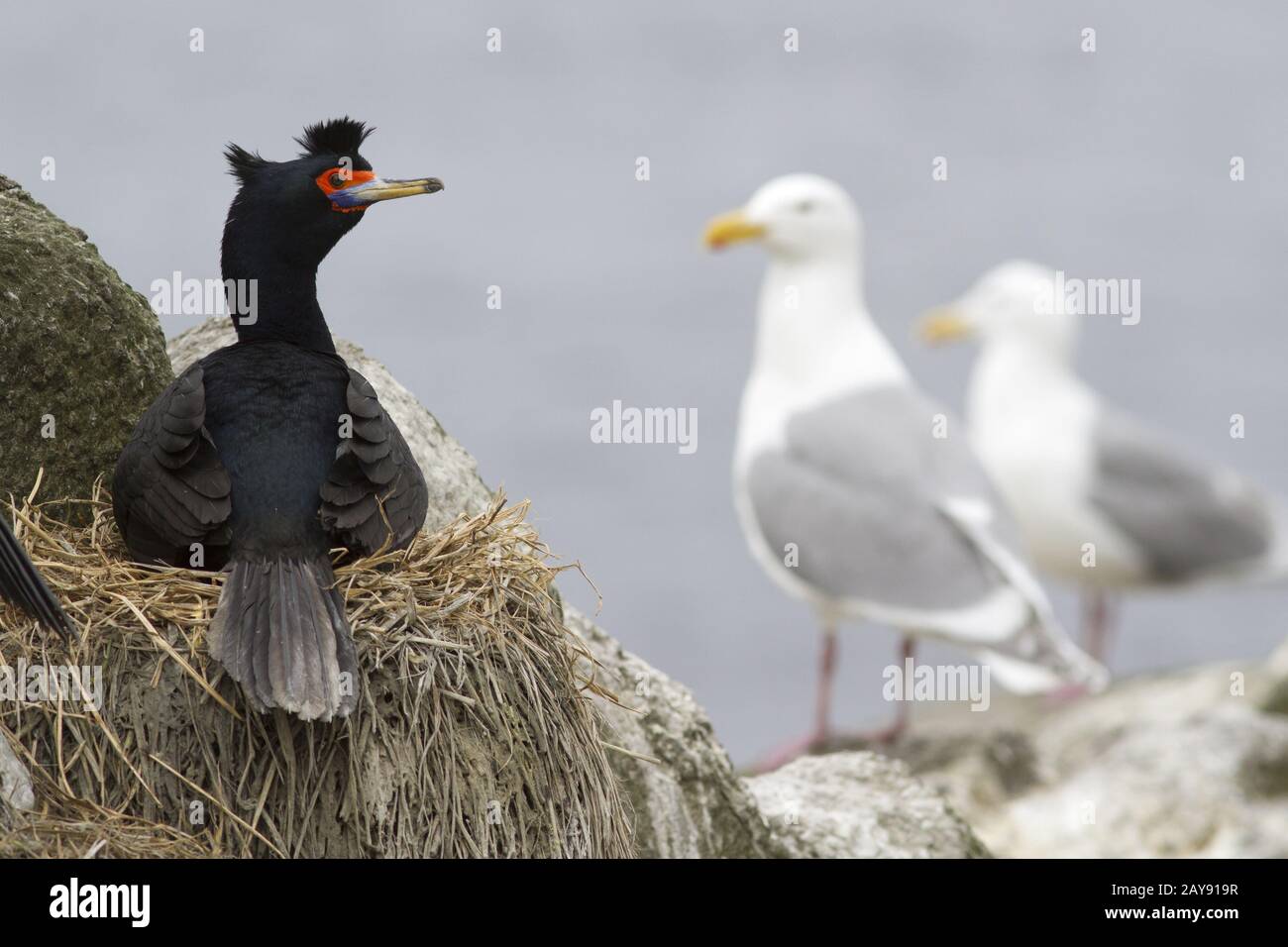 RED-FACED CORMORANT sitting in the nest near this are gray-winged seagulls Stock Photo