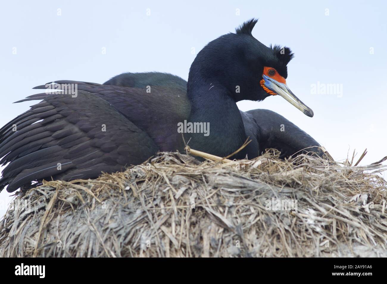 Red-faced cormorant sitting on a nest with open wings in a colony of seabirds Stock Photo