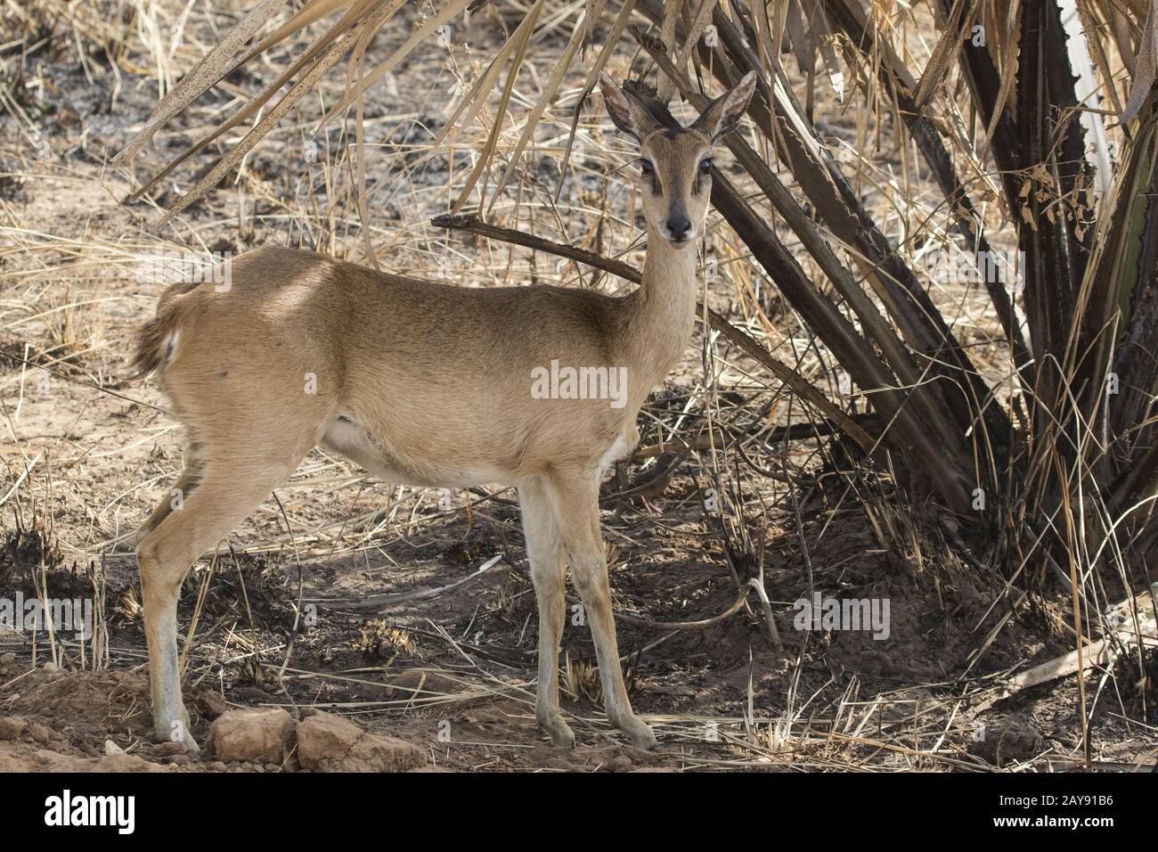 female oribi standing under the dried leaves of the palm tree in the shrub savanna in the dry season Stock Photo