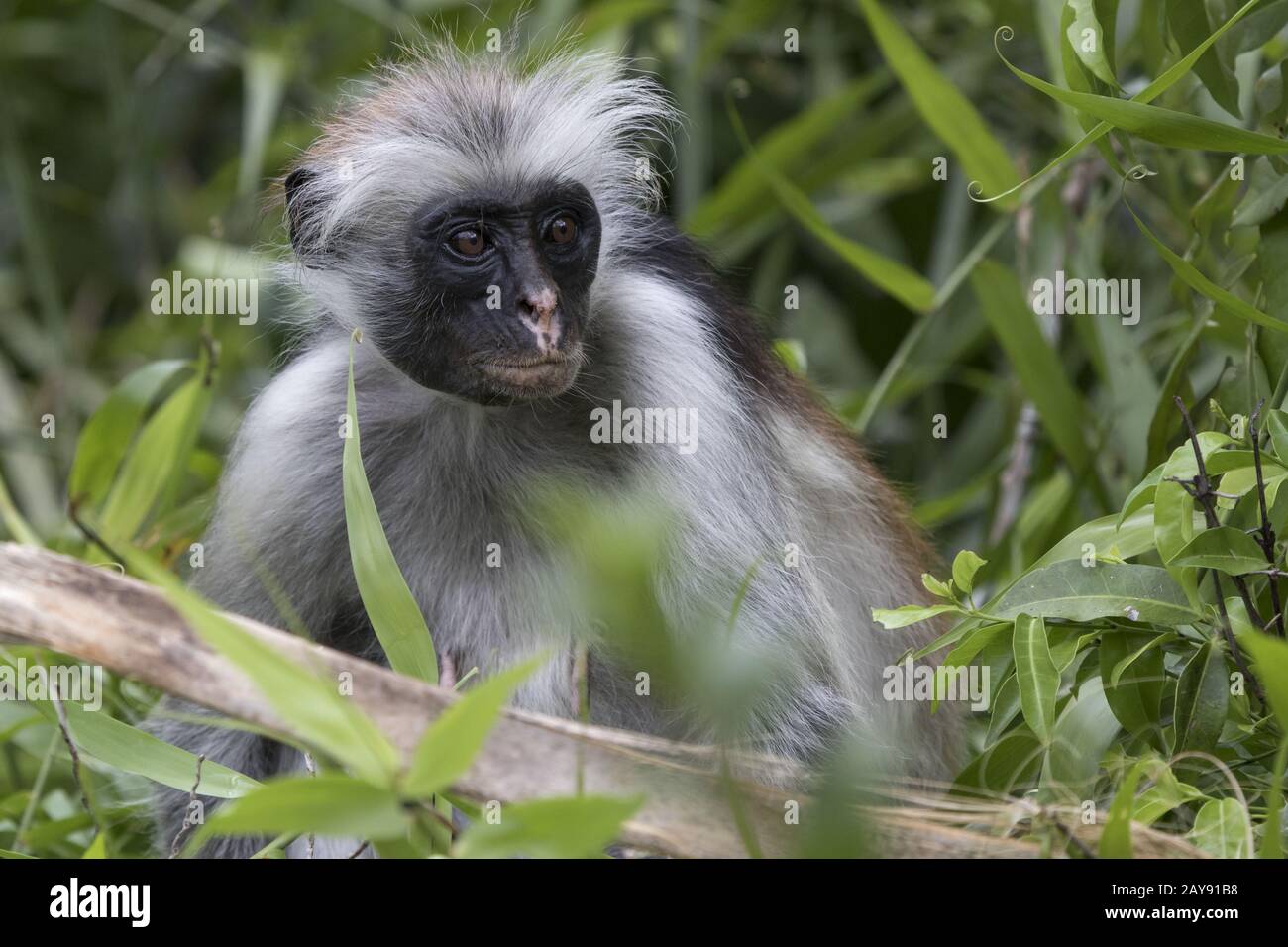 Portrait of a red colobus that sits among branches and grass in a protected forest Stock Photo