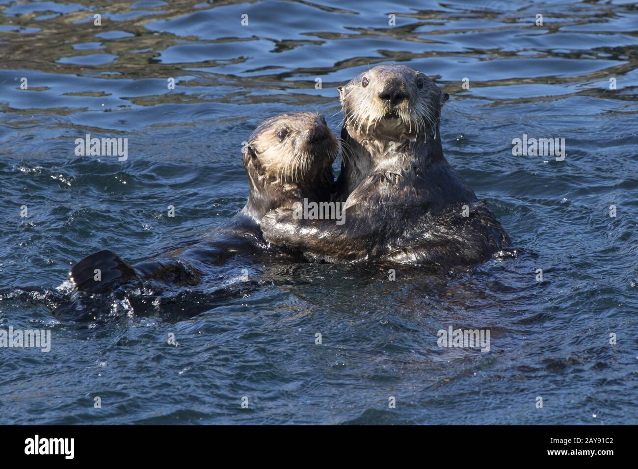 Loutre De Mer High Resolution Stock Photography And Images Alamy