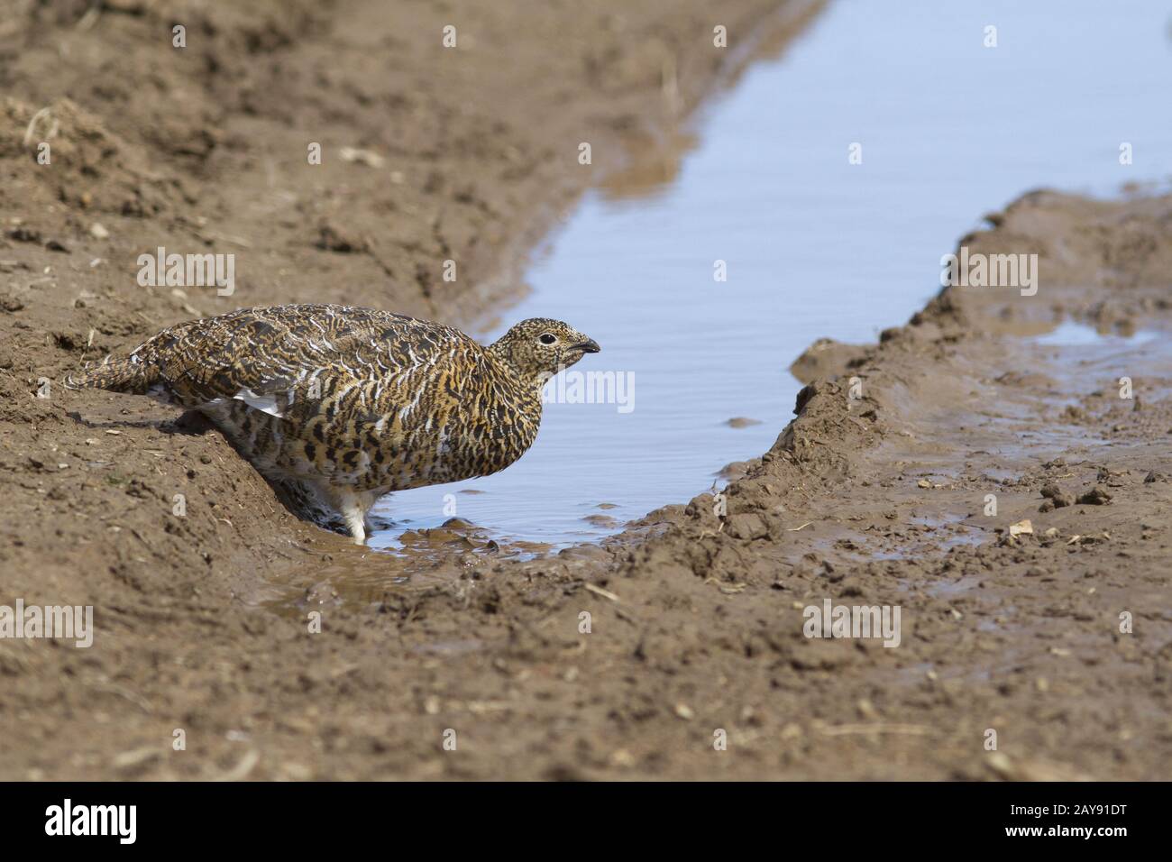 Female Rock ptarmigan which drinks water from a small puddle in the summer tundra Stock Photo