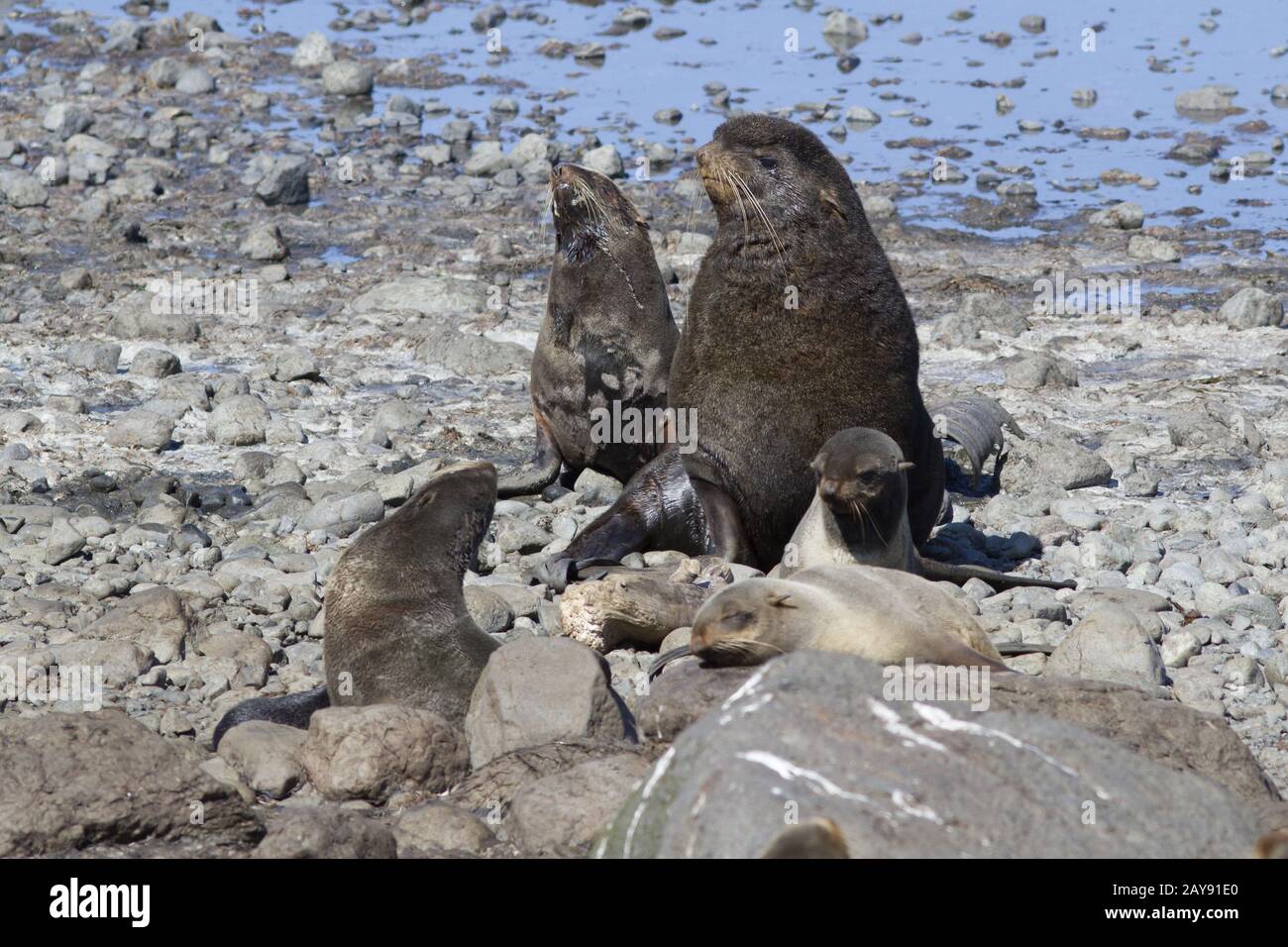 A small harem of northern fur seals on a sea beach on a summer day Stock Photo