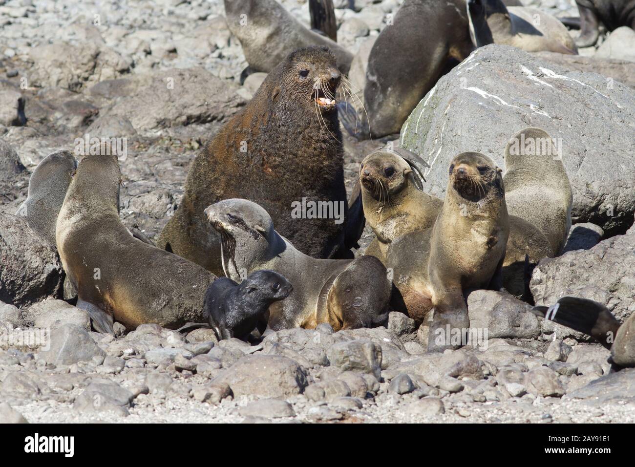 small harem is a northern fur seal on a rookery on a summer sunny day Stock Photo