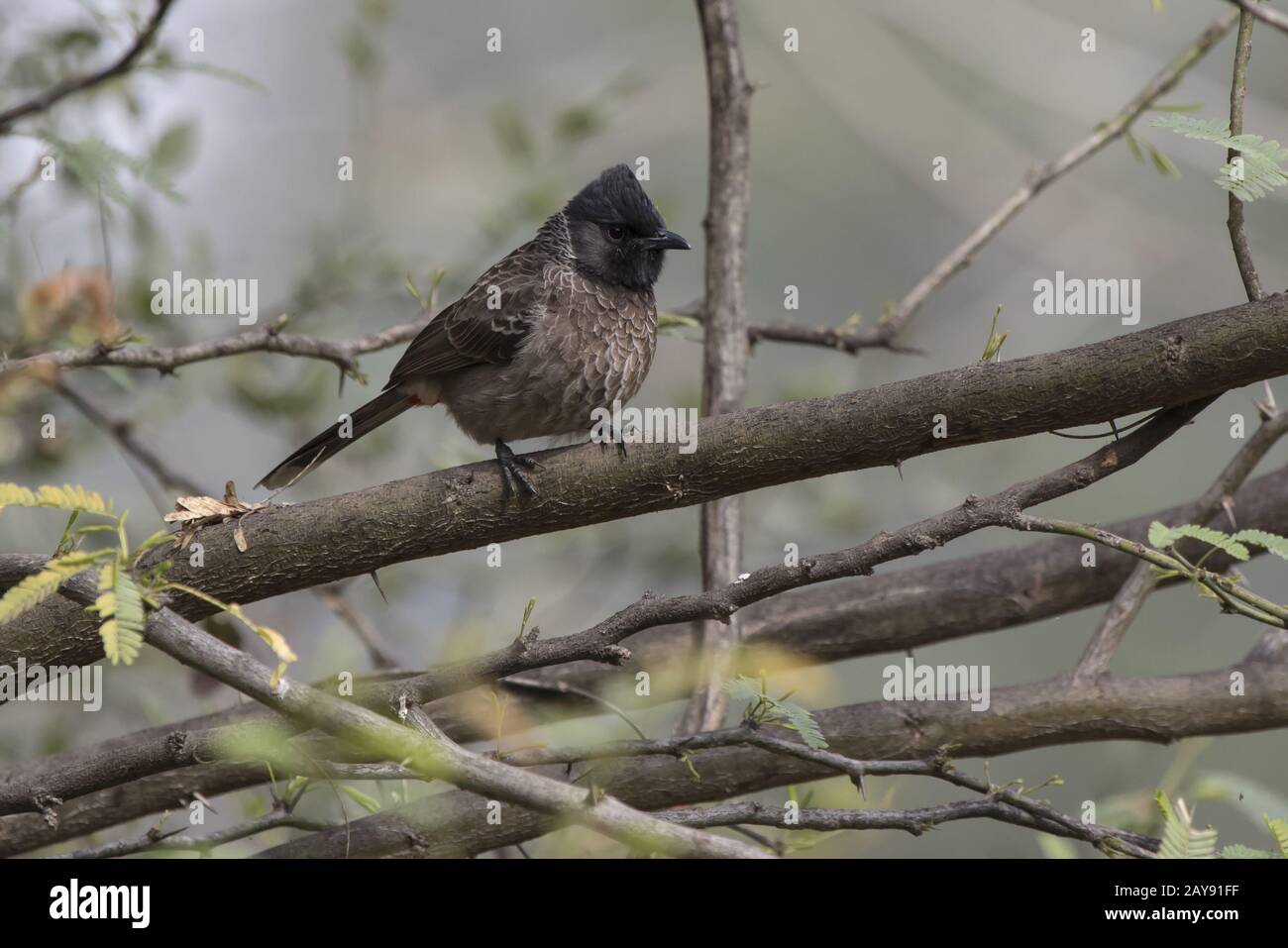 Red-vented Bulbul that sits on a branch of a small tree at the edge of a forest Stock Photo