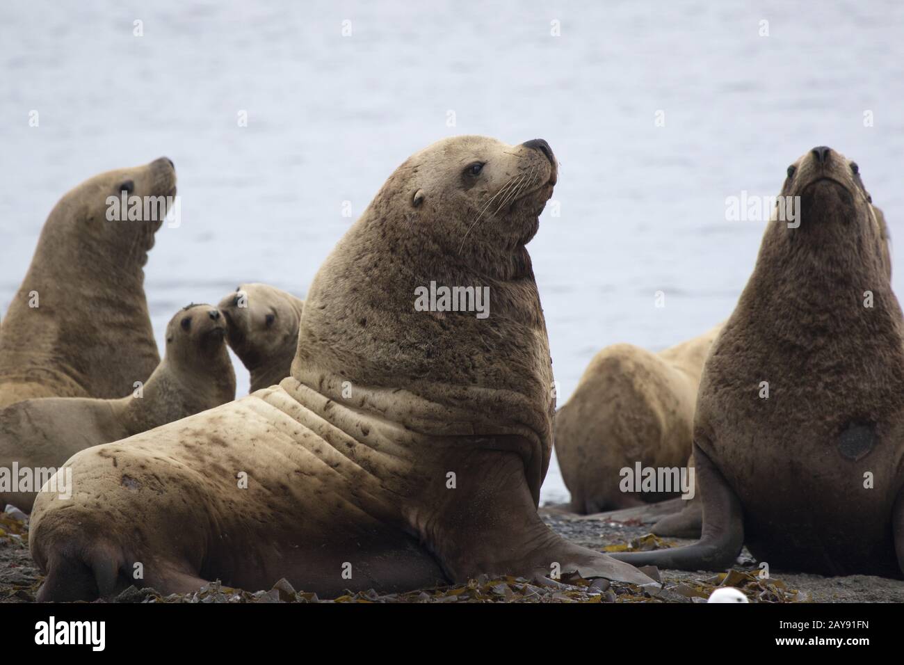 Golden Cow High Resolution Stock Photography And Images Alamy