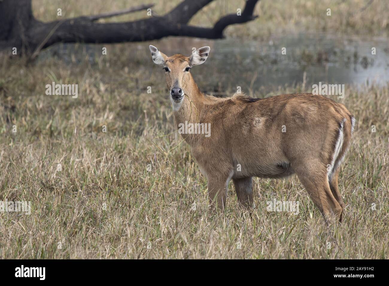 female nilgai or blue cow who stands on a boggy meadow and eats grass Stock Photo