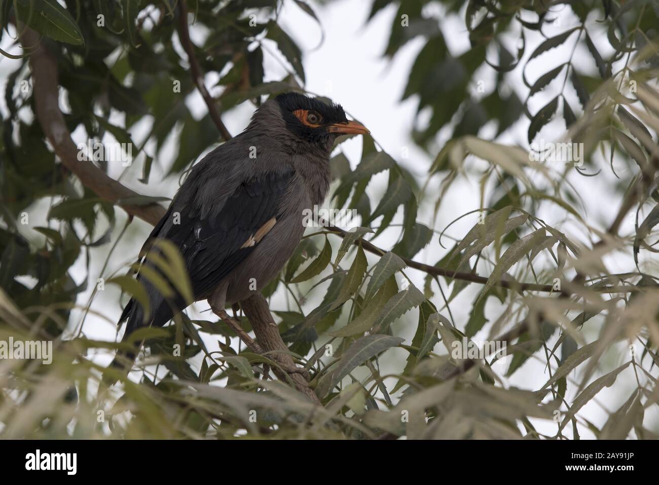 Bank Myna that is sitting on top of a tree on a cloudy winter day Stock Photo