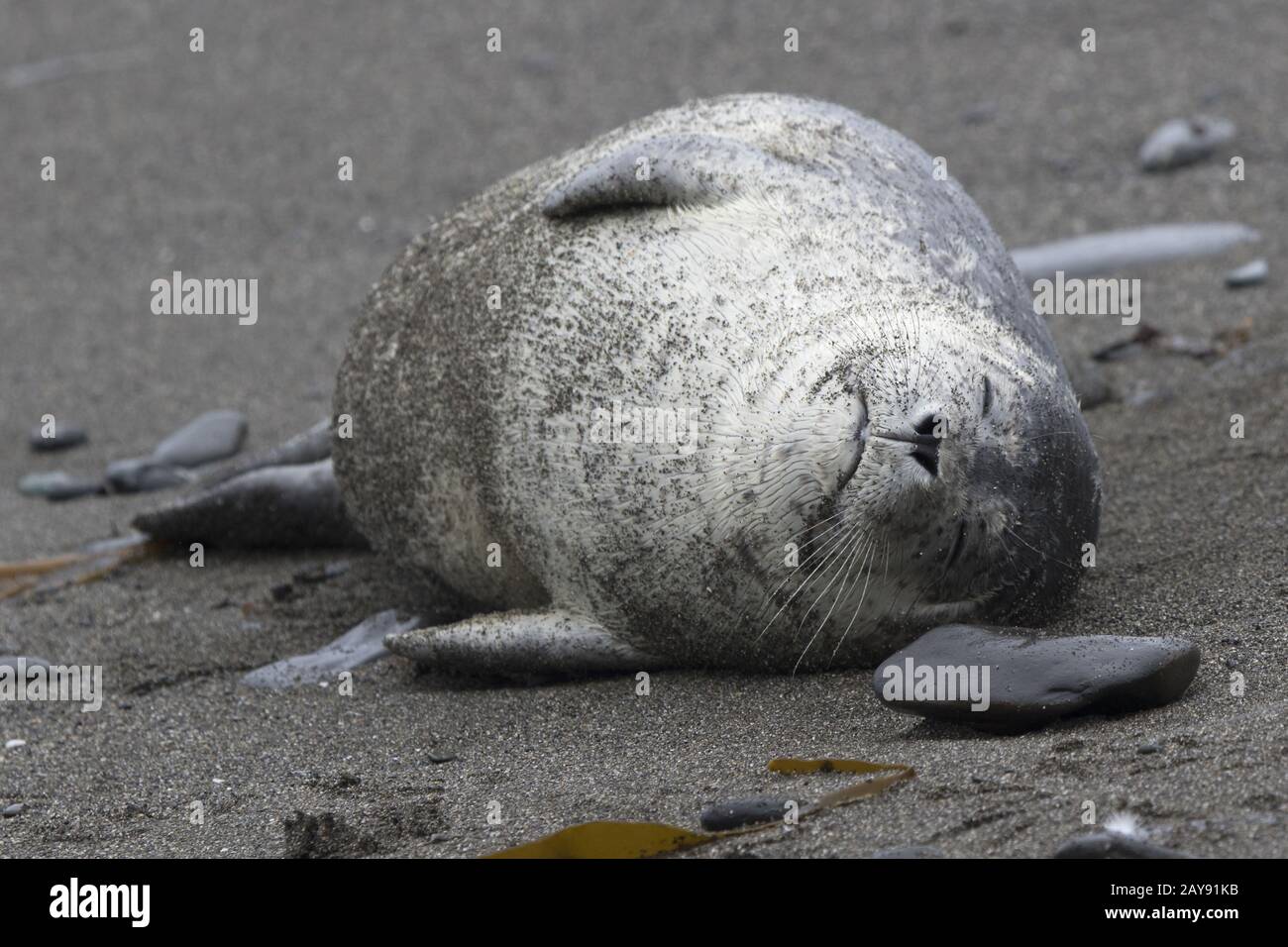 Harbor seal lying on a sandy beach that sleeps Stock Photo - Alamy
