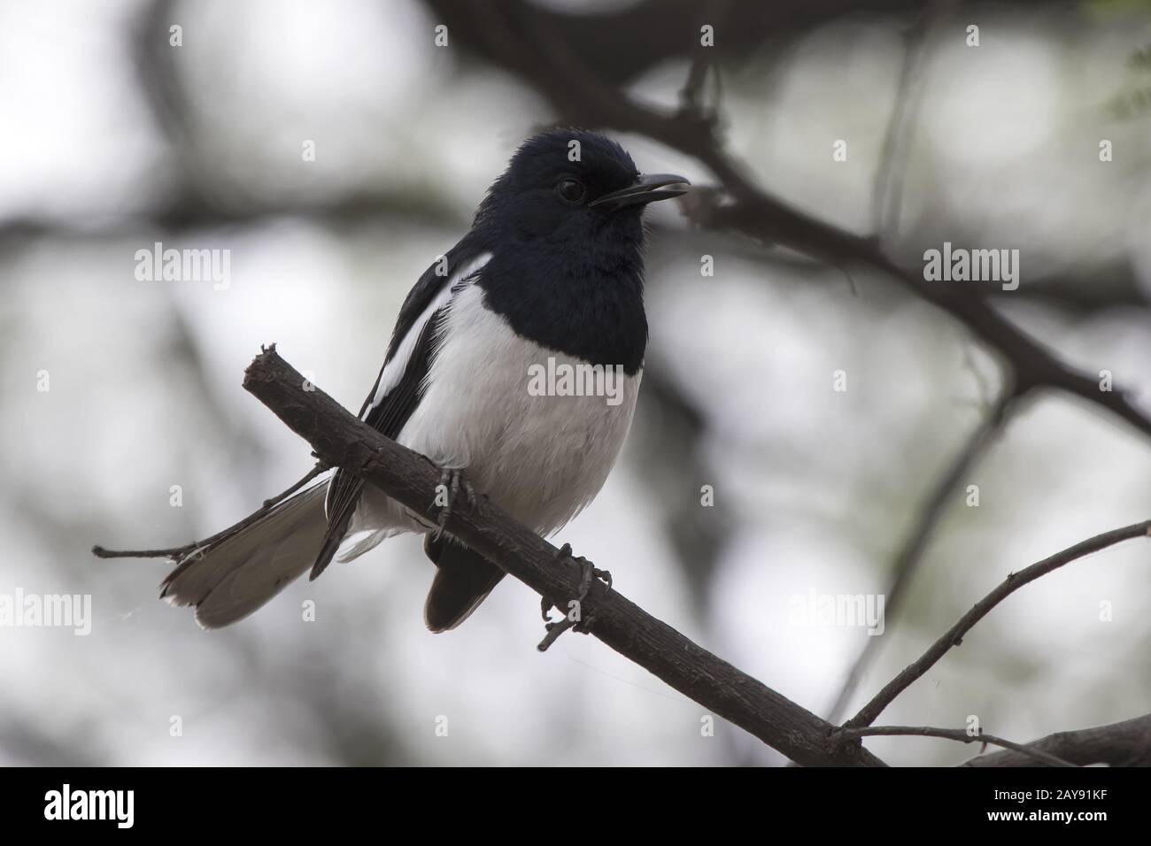 male Oriental magpie robin sitting on a dry branch at the edge of a forest grove in the winter Stock Photo