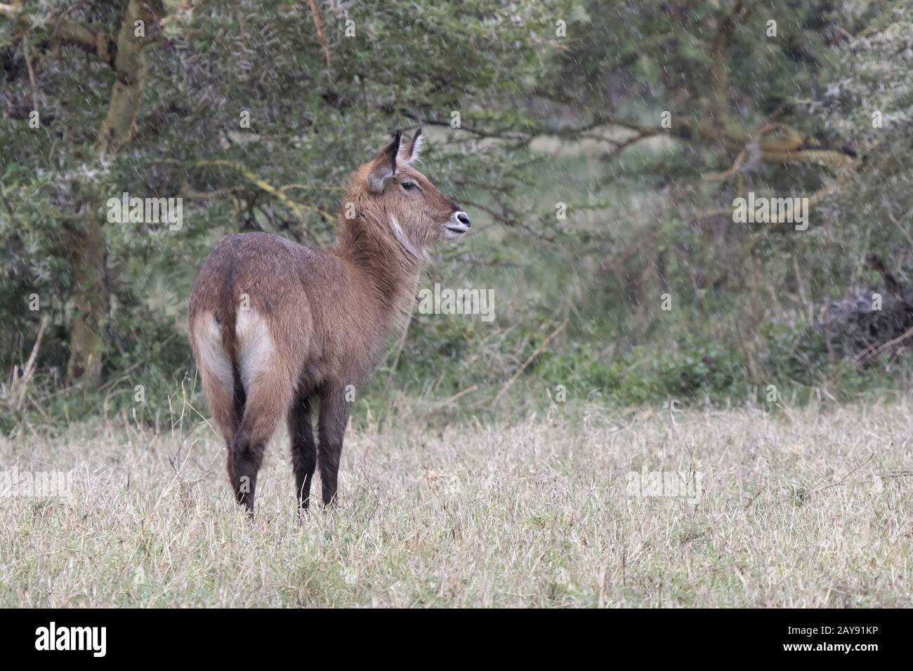 African savannah rain hi-res stock photography and images - Alamy
