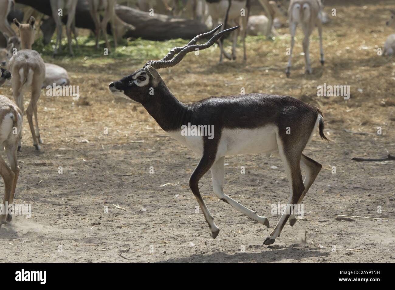 male blackbuck or Indian antelopey who runs around the herd in the zoo enclosure Stock Photo