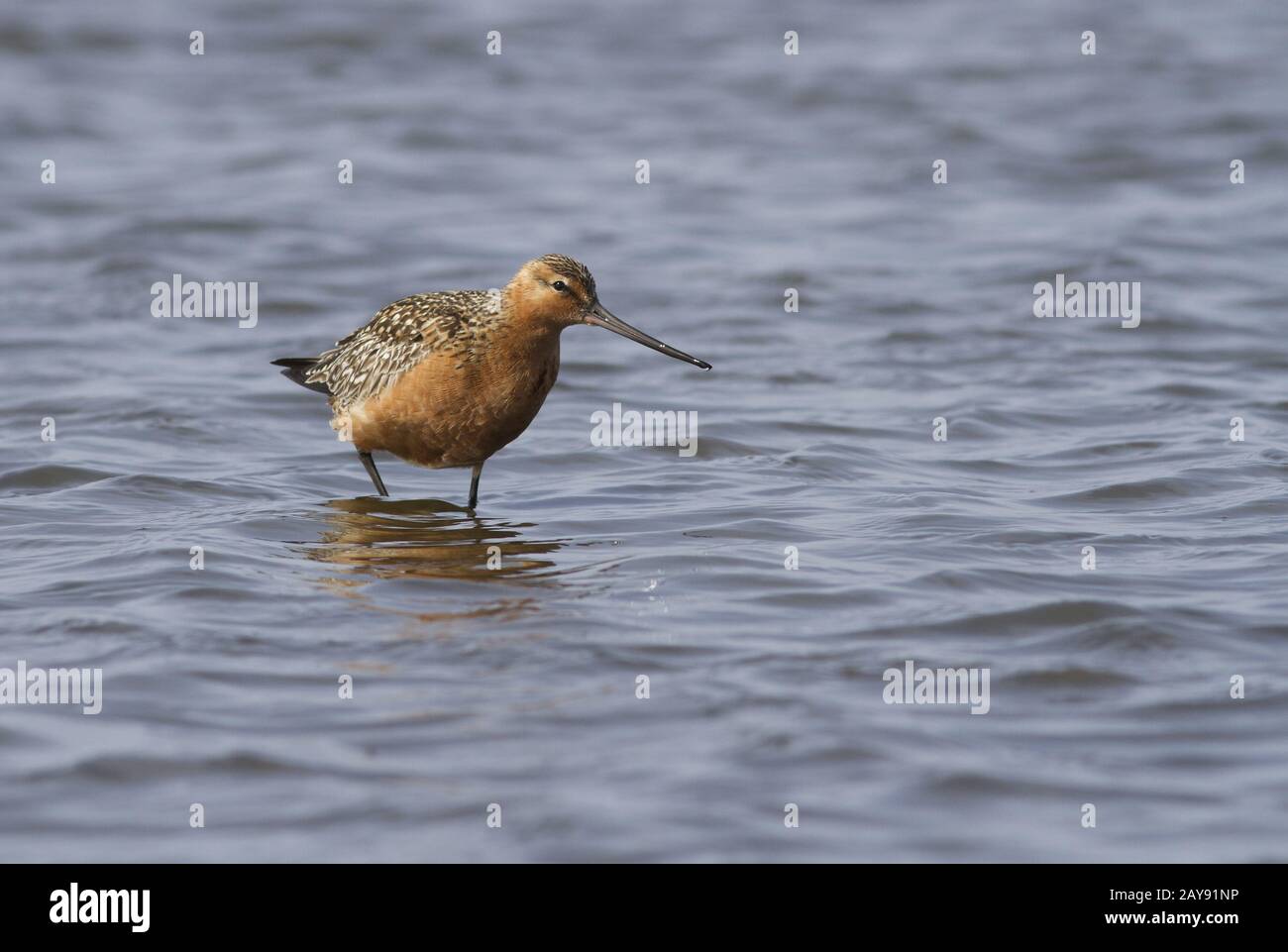 Bar-tailed godwit standing in shallow water at the mouth of the river in the spring afternoon during the flight Stock Photo