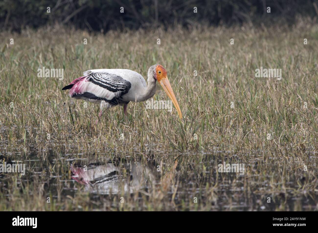 painted stork that walks through shallow water in search of food in Bharatpur National Park Stock Photo