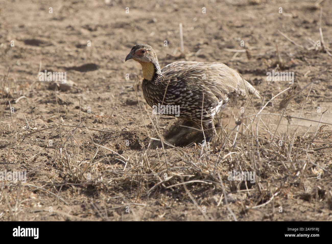 Yellow-necked Spurfowl who digs the ground in search of food in the savanna among the dry grass Stock Photo