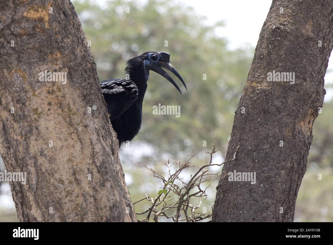 female Abyssinian ground hornbill that sits between the trunks of a large tree and the African savanna Stock Photo