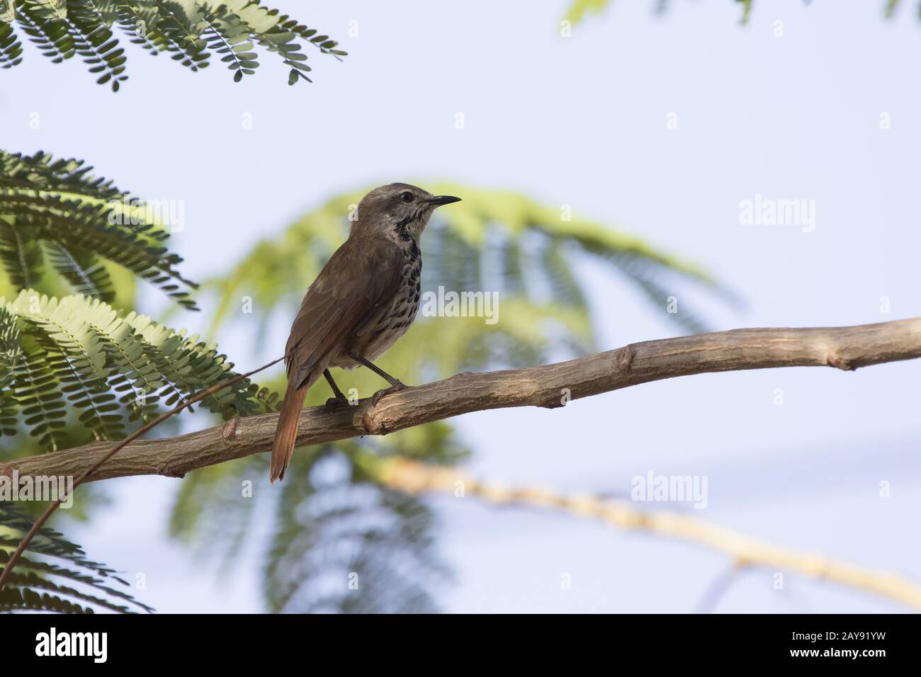 Spotted morning-thrush that sits on an acacia tree in the shade of a leaf on a hot African day Stock Photo