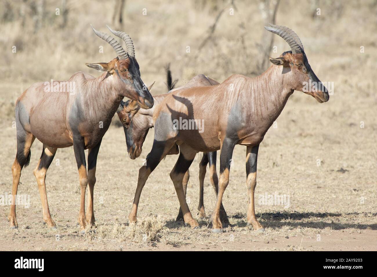 Three topi antelope that stand in the dry African savanna Stock Photo