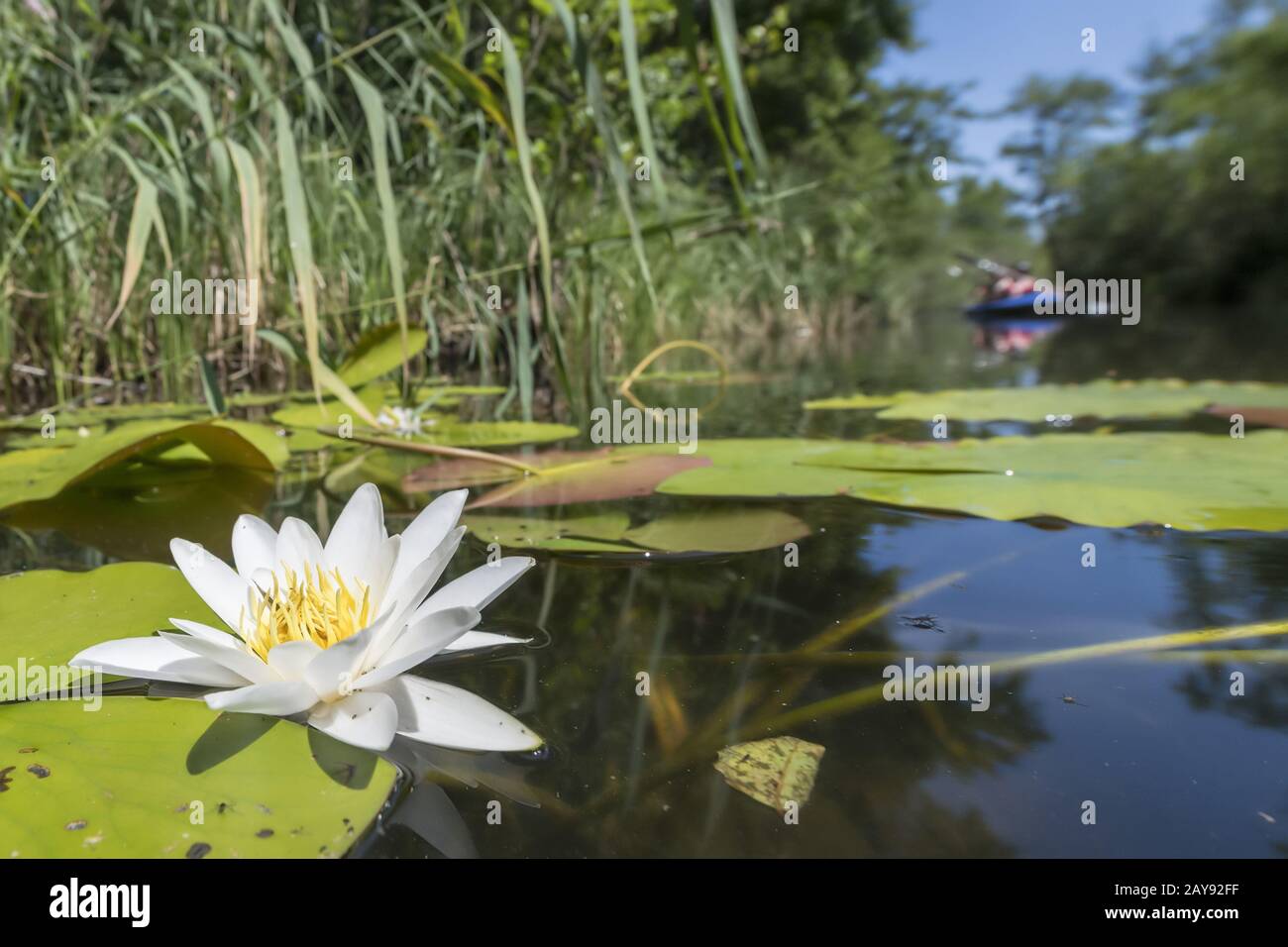 Single water lily with green leaves and reeds floating on dark water Stock Photo