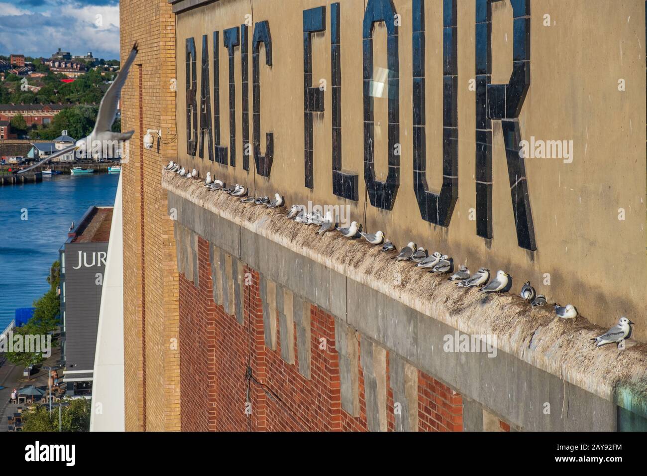 Seagulls and their chicks nested on the wall of the Baltic Centre of Contemporary Art in Newcastle, UK Stock Photo