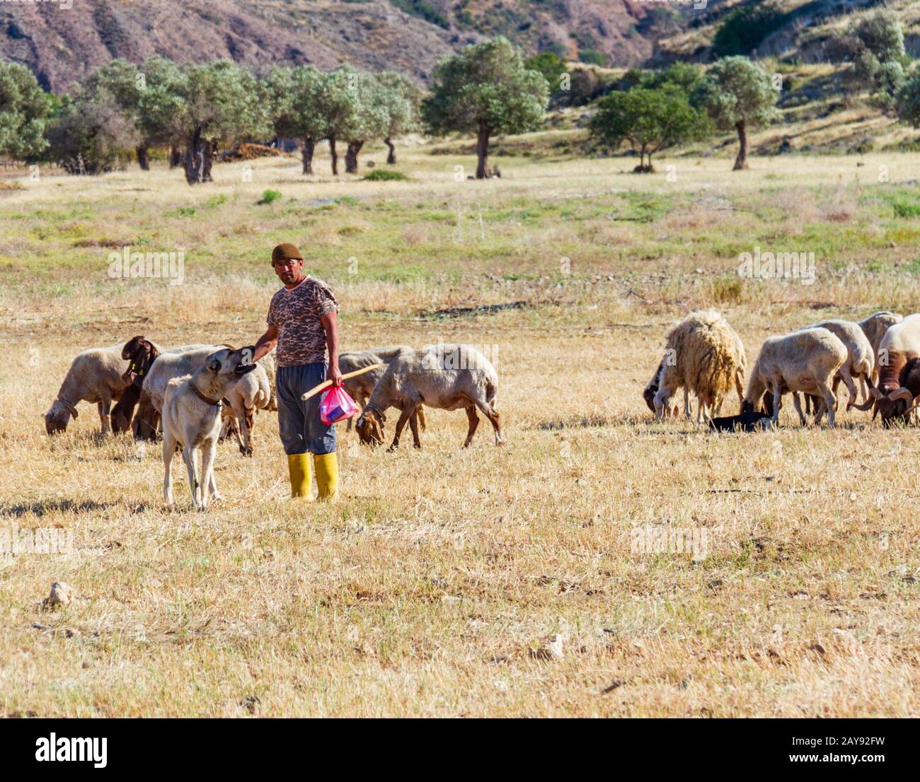 Shepherd with his grazing sheep and goats in a field in Lefka village, Cyprus Stock Photo