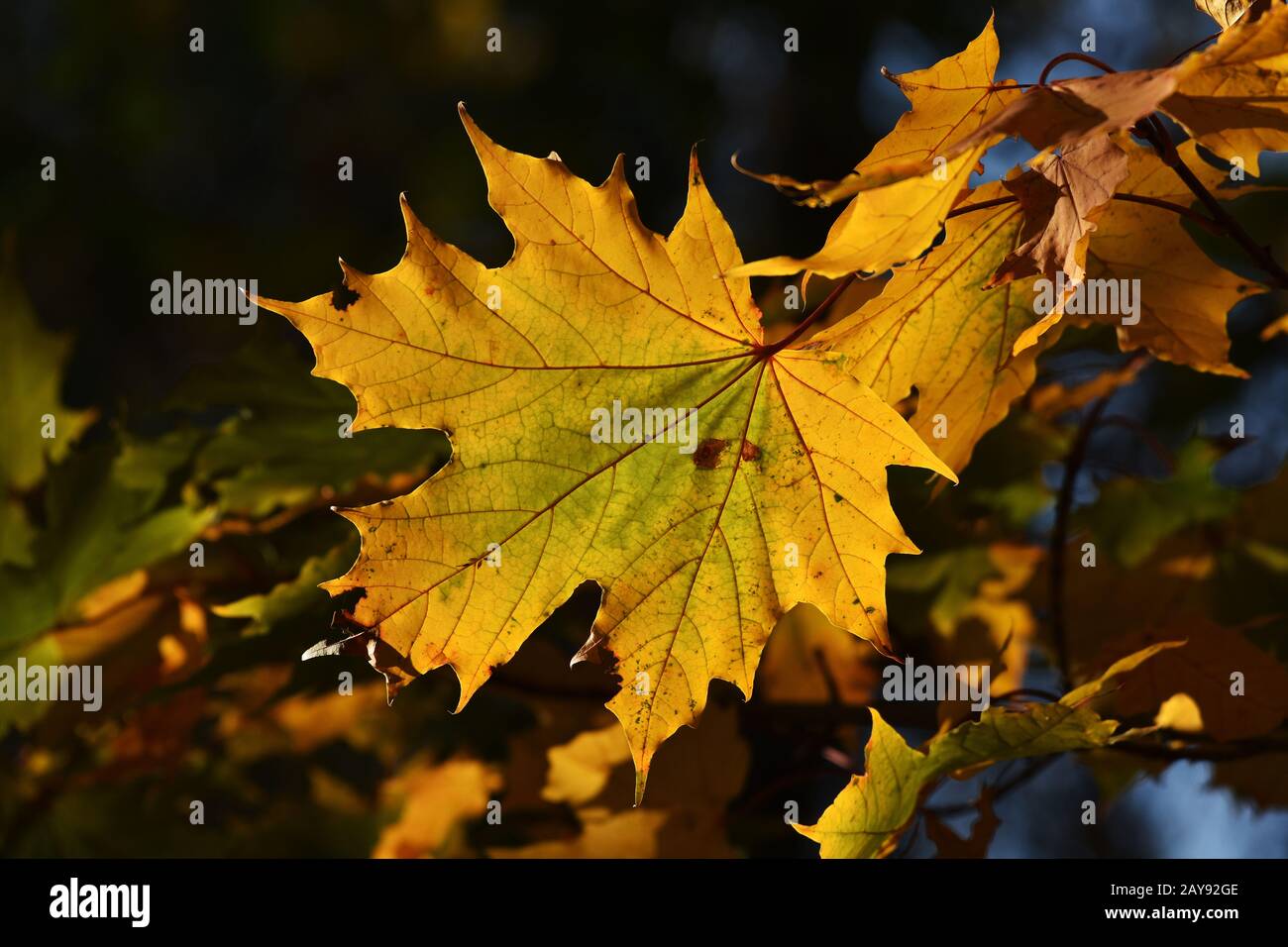 norway maple leafs in backlight, Stock Photo