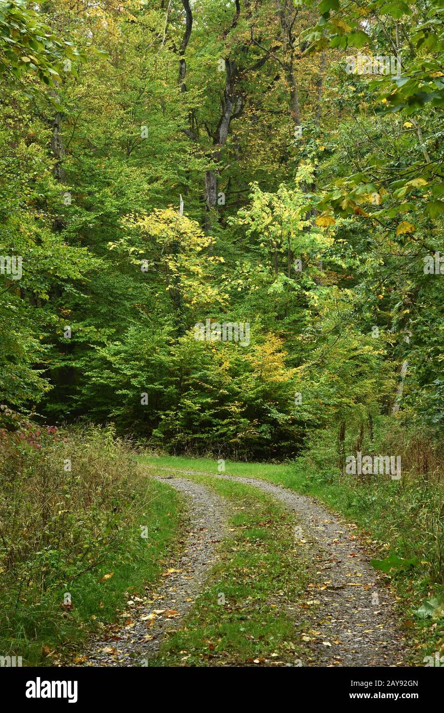 forest path in autumn, autumn forest, autumn mood, Stock Photo