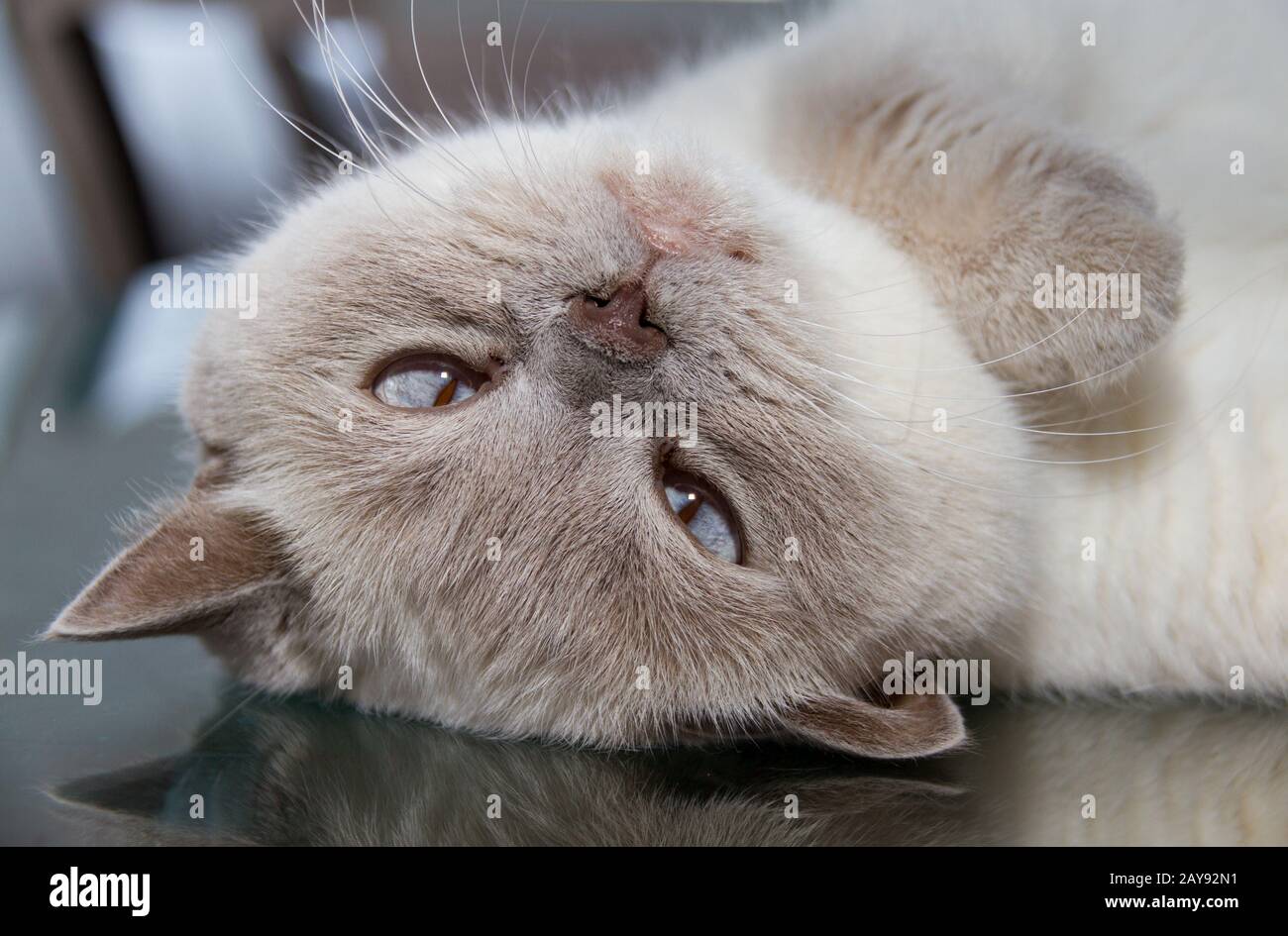 Upside Down Cat High Resolution Stock Photography And Images Alamy