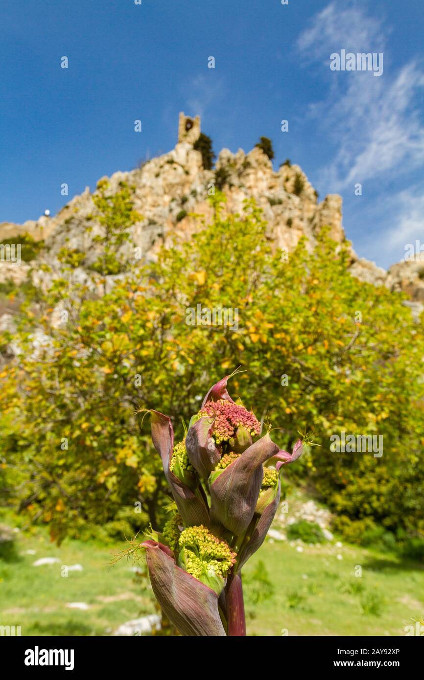 Wild flower and Saint Hilarion Castle in the background, Kyrenia, Cyprus Stock Photo