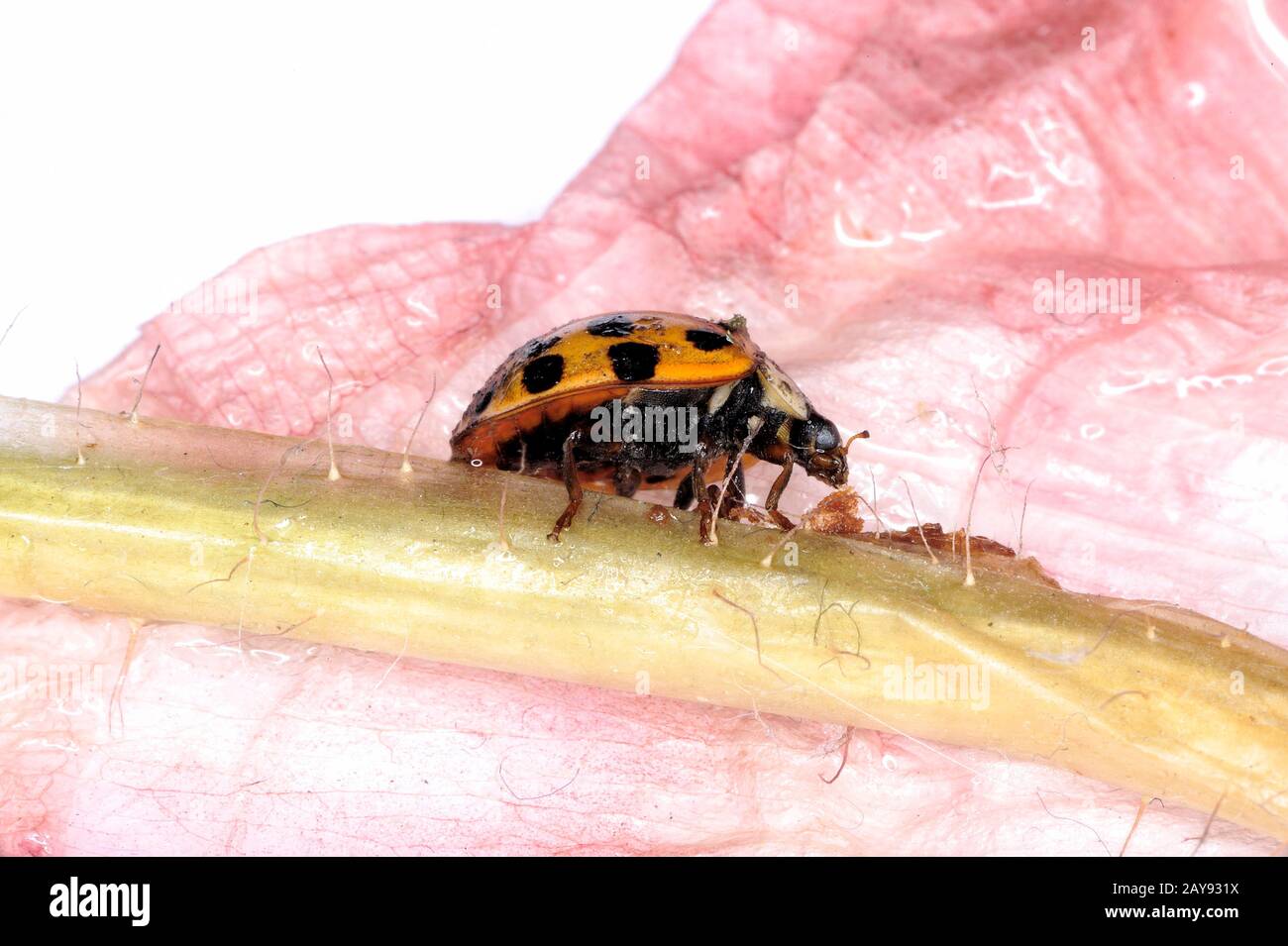 Ladybird, Ladybird, antenna, background, beautiful, beauty, beetle, biology, black, bright, bug, close, closeup, color, colorful, concept, Stock Photo