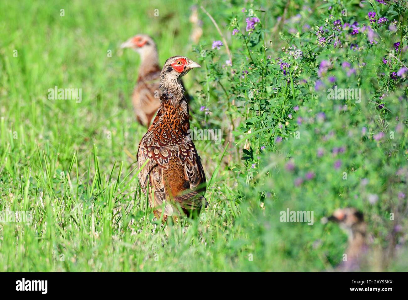 Young pheasant in Sweden Stock Photo