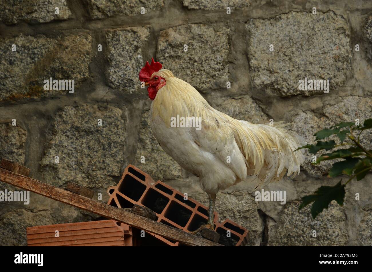 Rooster on the chicken ladder, cock Stock Photo Alamy