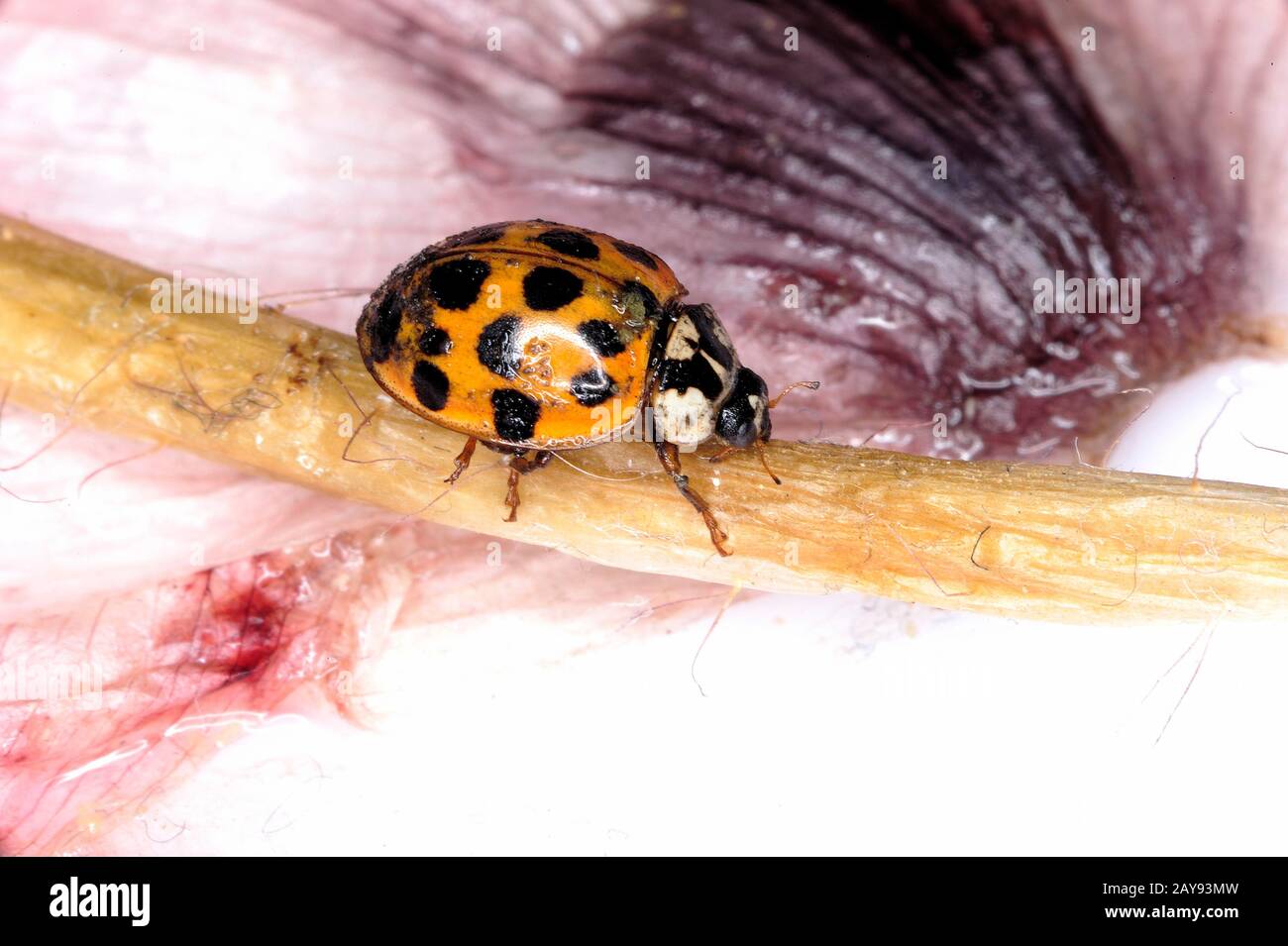 Ladybird, Ladybird, antenna, background, beautiful, beauty, beetle, biology, black, bright, bug, close, closeup, color, colorful, concept, Stock Photo