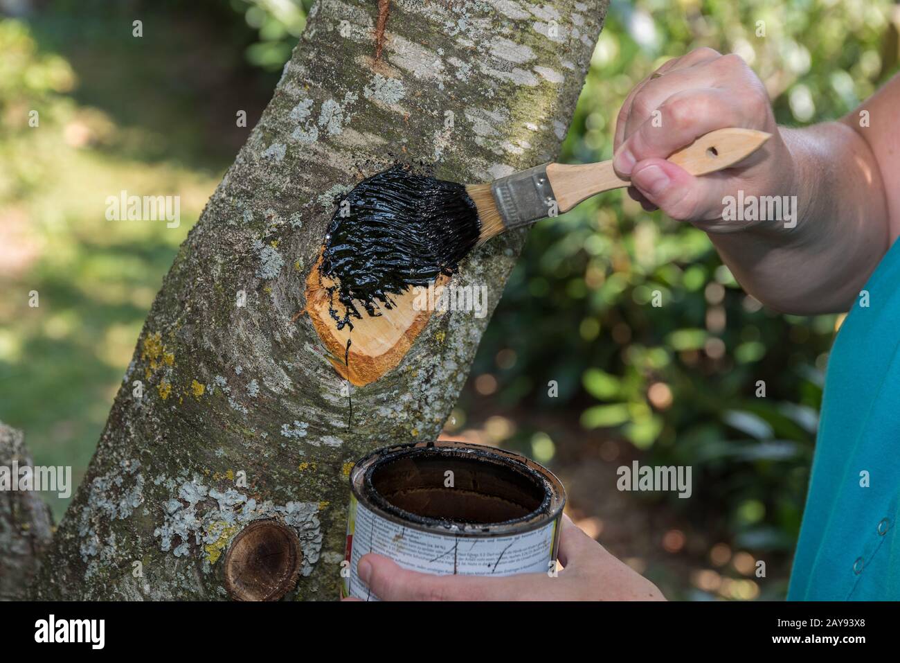 Coat wound closure with wood tar Closeup of tree care Stock Photo