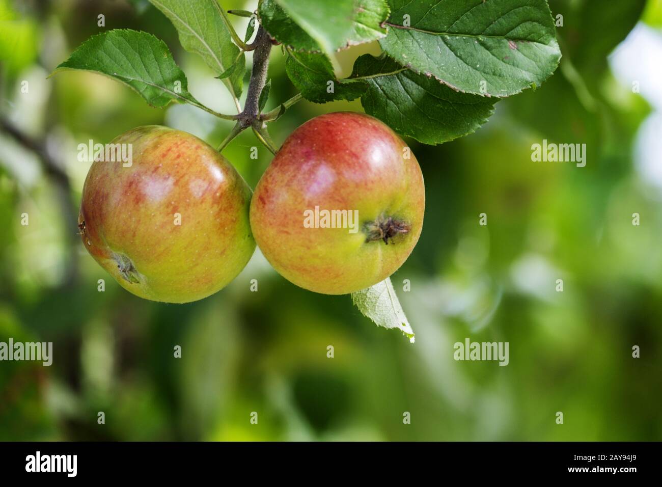 Apples (Malus) on the tree Stock Photo
