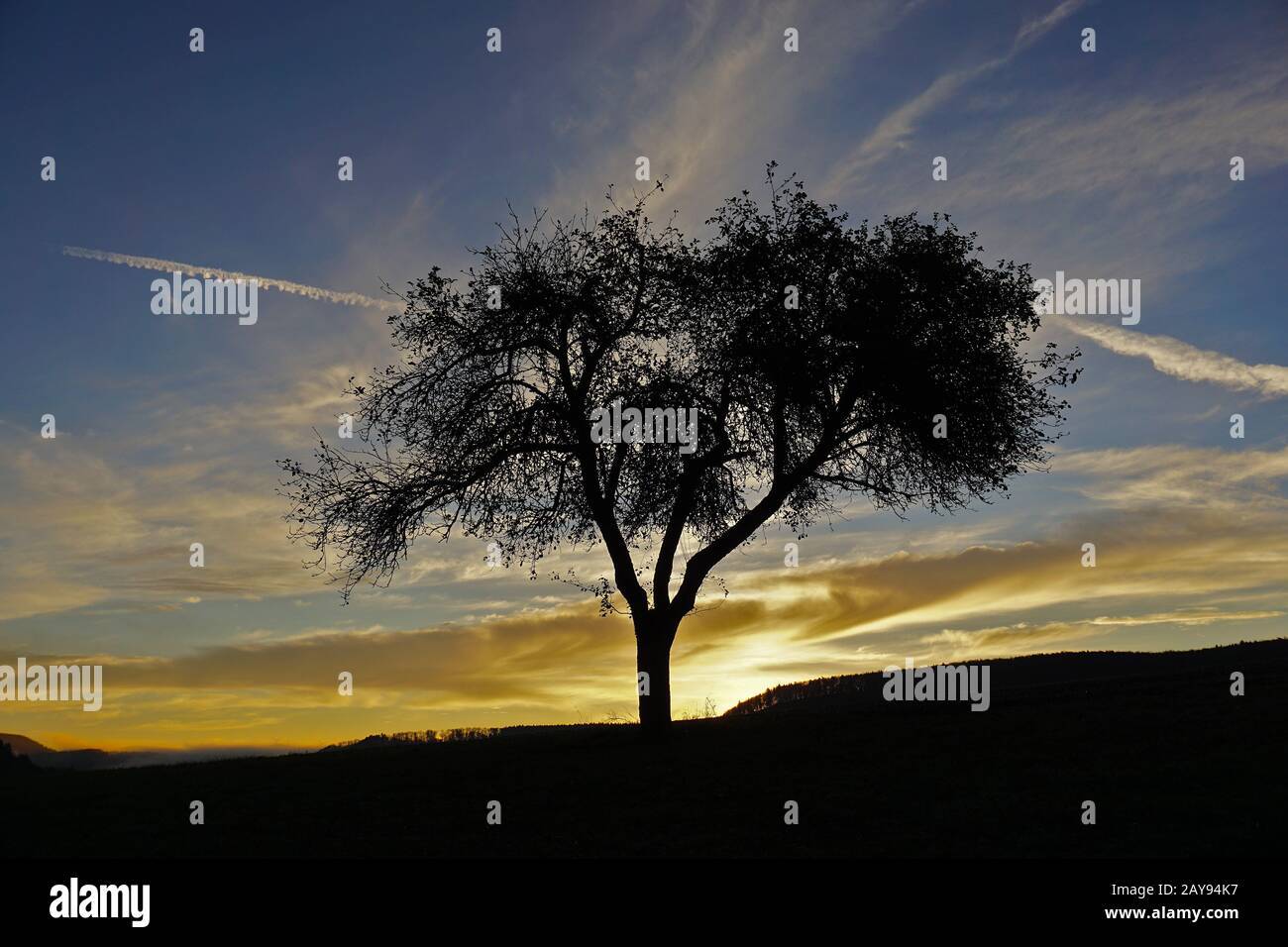 Sunrise, morning atmosphere, morning mood, tree, counter-light, frontlighting, backlight Stock Photo