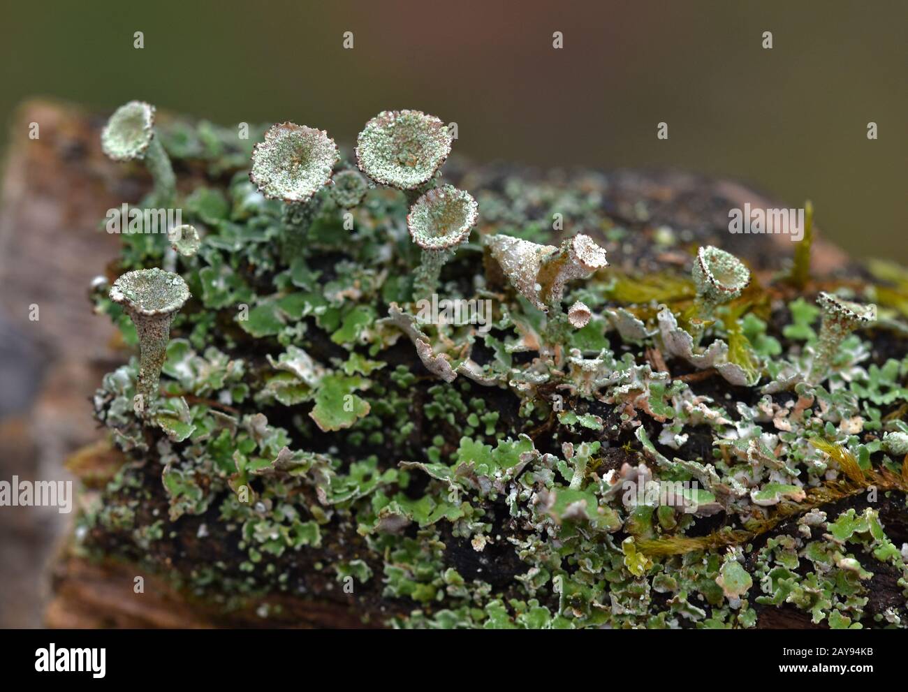 shrubby lichen, fruticose lichen Stock Photo
