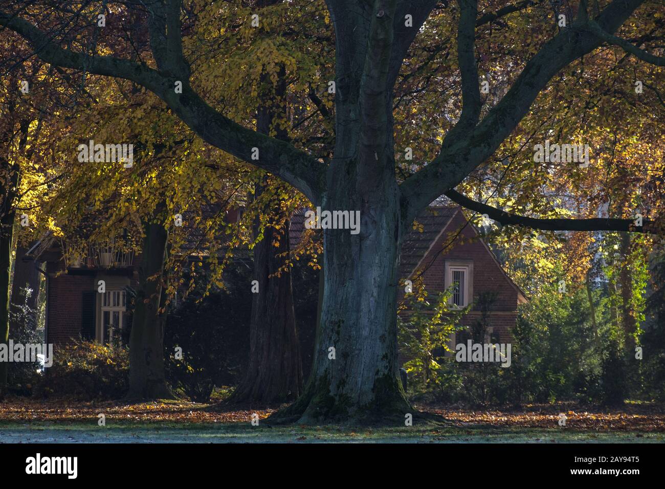 The house in the forest Stock Photo - Alamy
